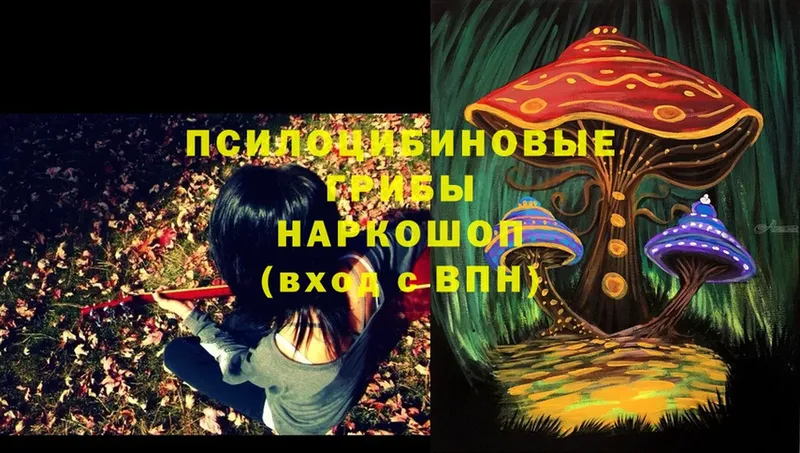 Псилоцибиновые грибы Psilocybe  как найти закладки  Агрыз 